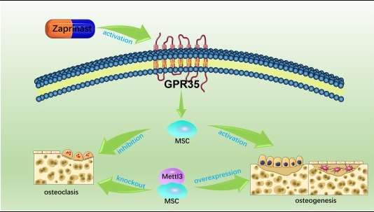 圖3：間充質(zhì)干細胞在絕經(jīng)后骨質(zhì)疏松癥中的應用機制。