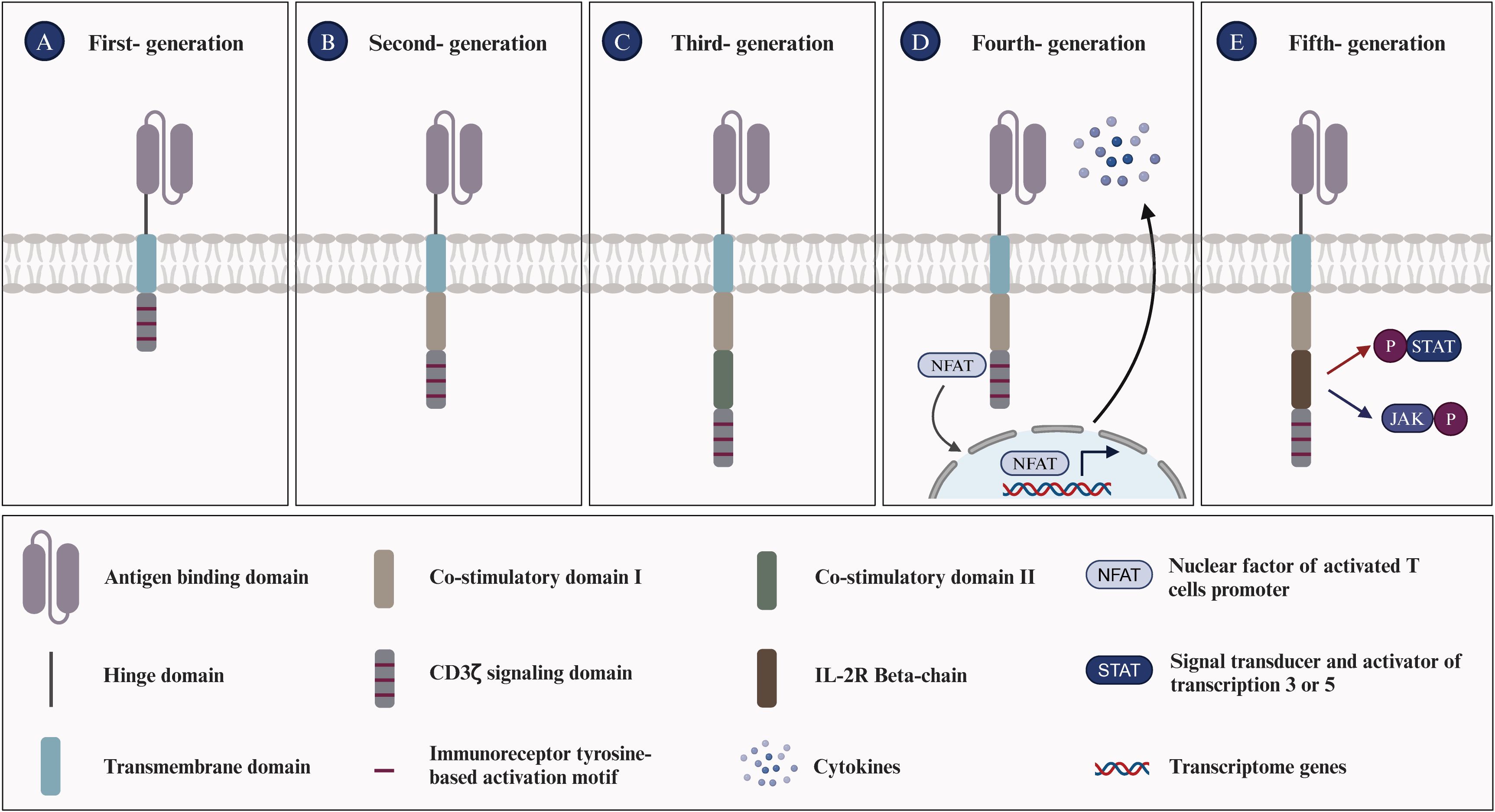 圖1：嵌合抗原受體T細胞的進(jìn)化