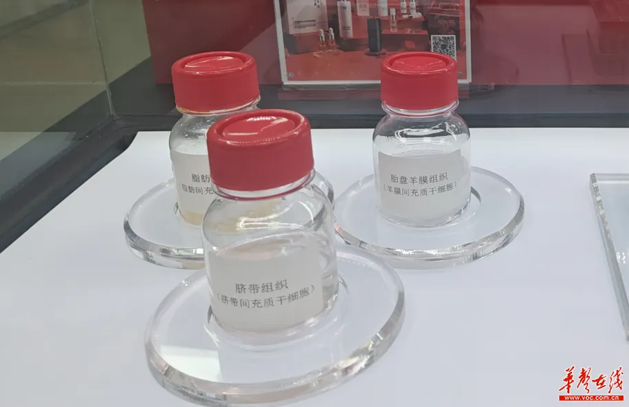 胚盤(pán)羊膜組織（羊膜間充質(zhì)干細胞）