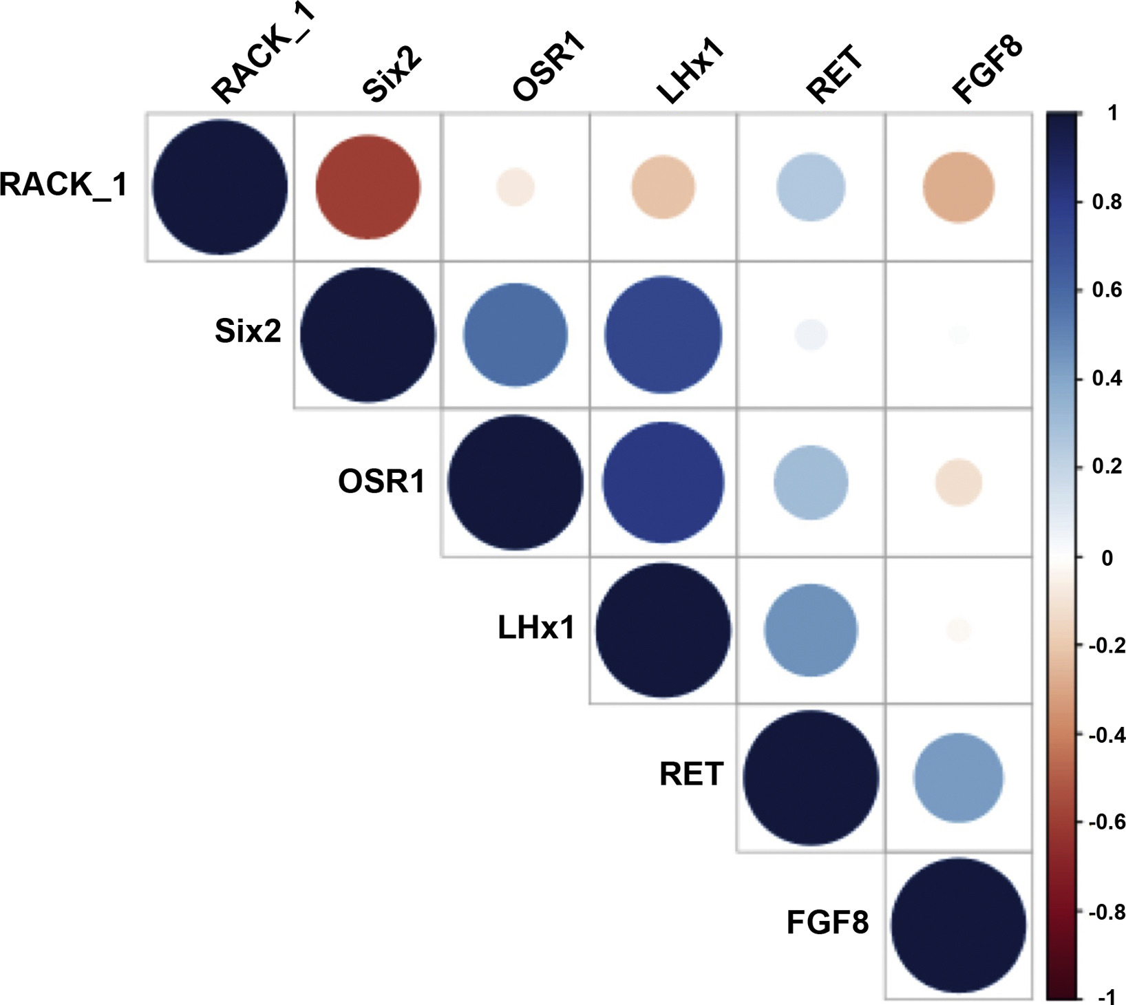 圖2：SRC細胞標記物陽(yáng)性之間的相關(guān)性