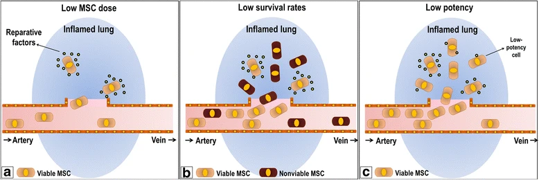 圖1：阻礙間充質(zhì)干細胞療法的因素。