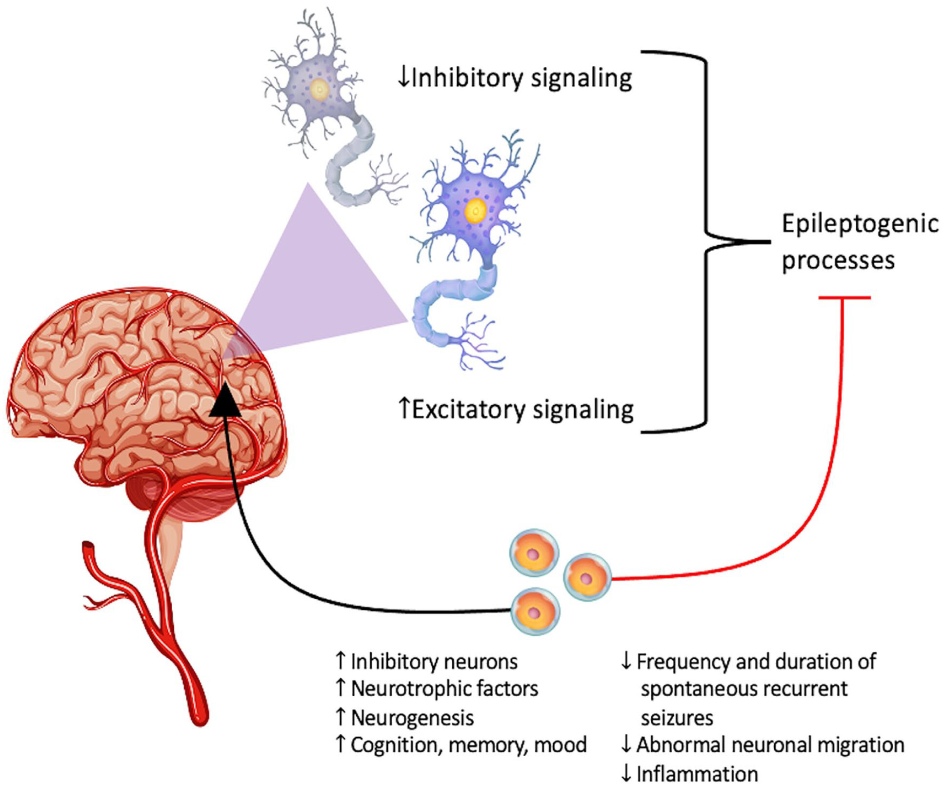 圖1：癲癇的主要潛在病理生理學(xué)：神經(jīng)層面的異常興奮和抑制信號。