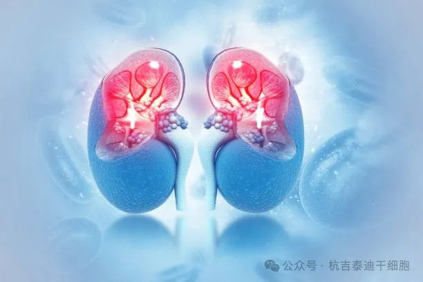 干細胞治療腎臟疾?。何磥?lái)腎臟健康的先進(jìn)解決方案