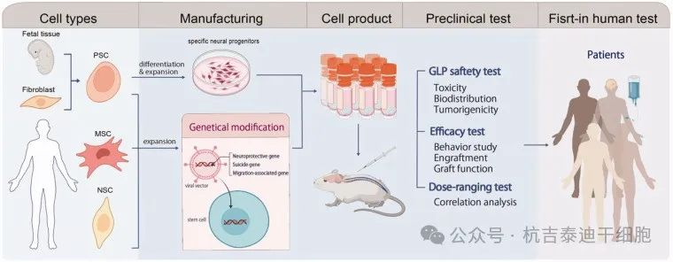 圖2：下一代干細胞療法。