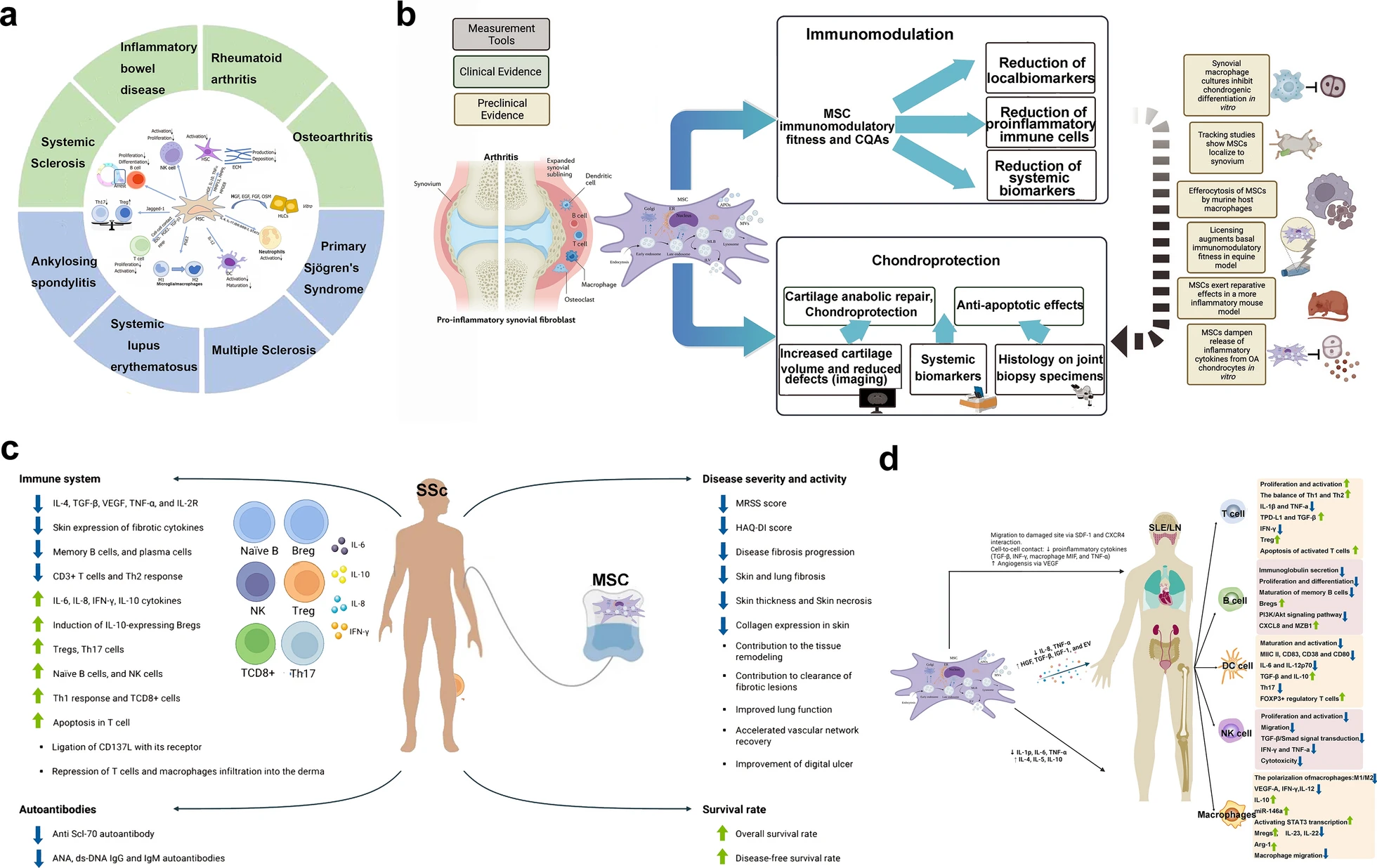 圖18：間充質(zhì)干細胞治療不同疾病的機制（a：自身免疫性疾病和風(fēng)濕性免疫疾??；b：炎性關(guān)節炎；c：Ssc；SLE和LN）