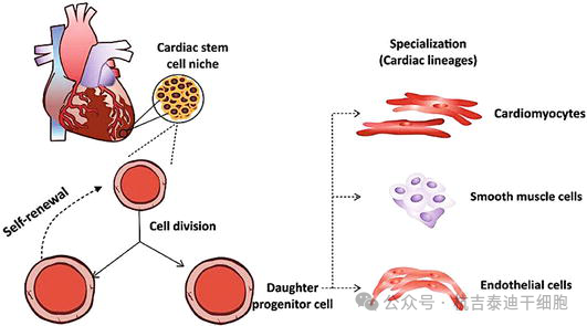 圖9：心臟干細胞在生成多種心臟細胞用于細胞治療中的作用。