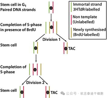 圖7：干細胞選擇性分離DNA鏈。
