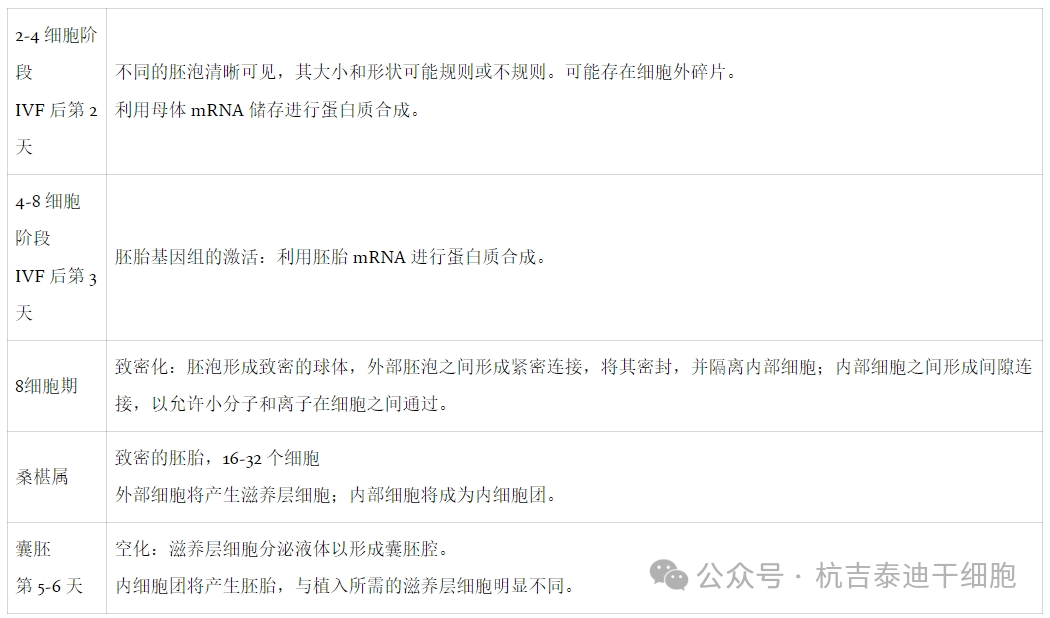 表1：人類(lèi)胚胎的階段突出顯示了胚胎干細胞提取的正確階段。