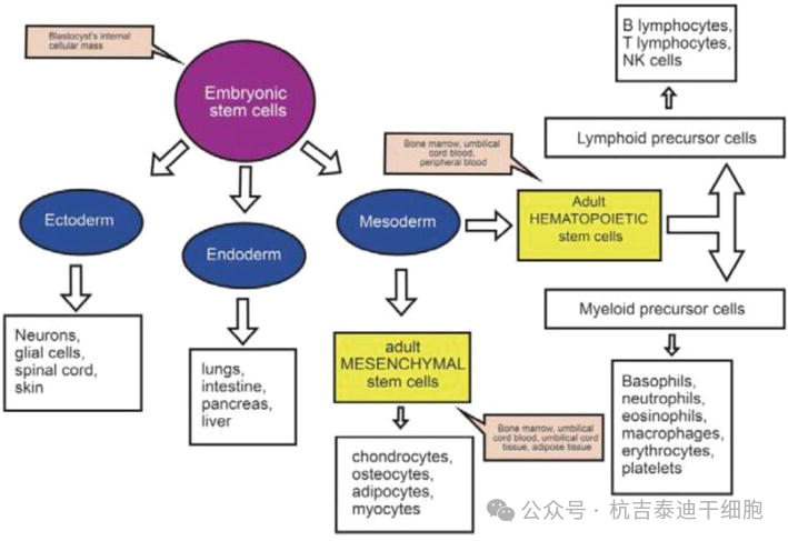 圖3：該圖描繪了胚胎干細胞的多能性和成體干細胞的多能性。