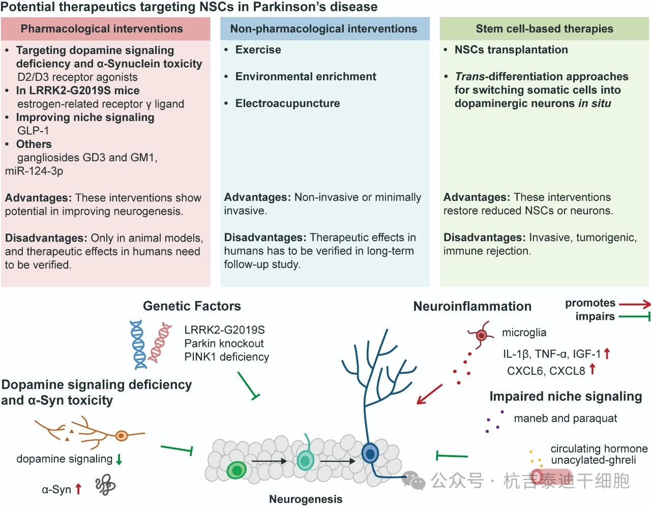 圖3：針對帕金森病中神經(jīng)干細胞的潛在療法。