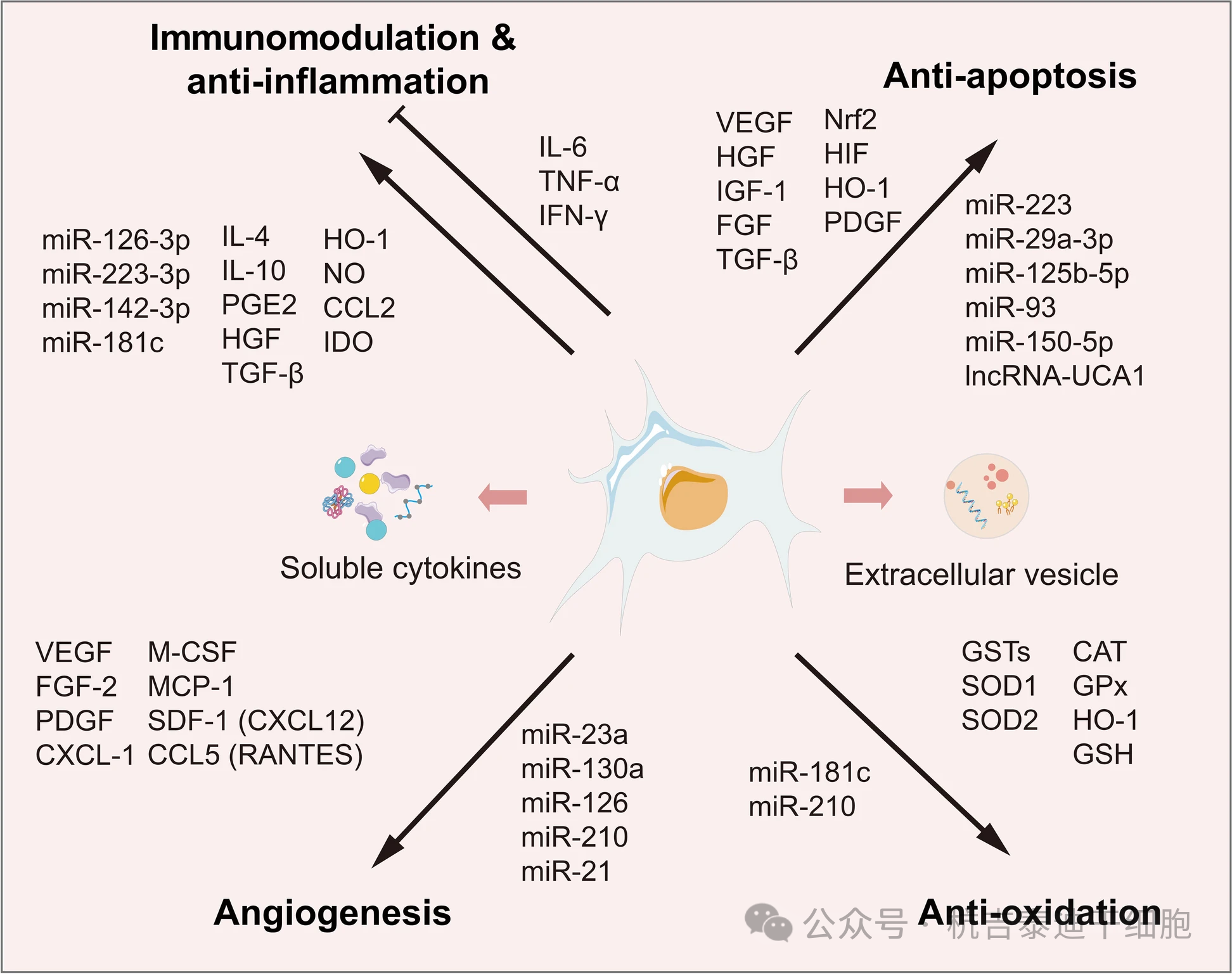 圖2：MSCs分泌體中的常見(jiàn)因子。