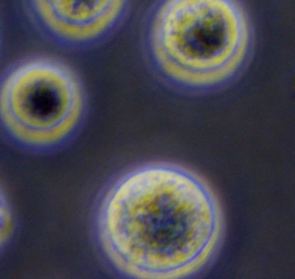 干細胞療法:其工作原理的簡(jiǎn)單指南 干細胞療法:其工作原理的簡(jiǎn)單指南