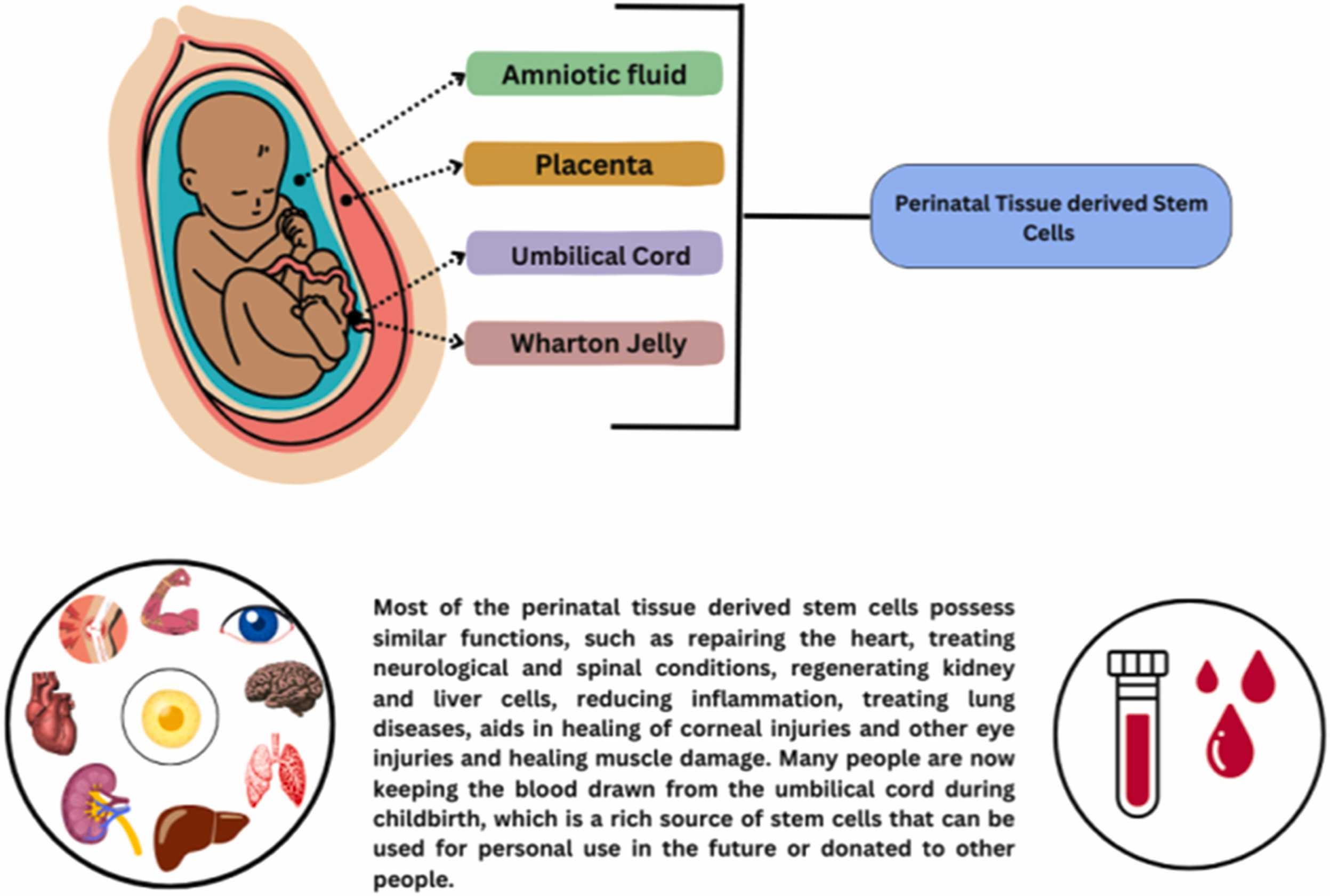 圖3：圍產(chǎn)期干細胞的分類(lèi)。