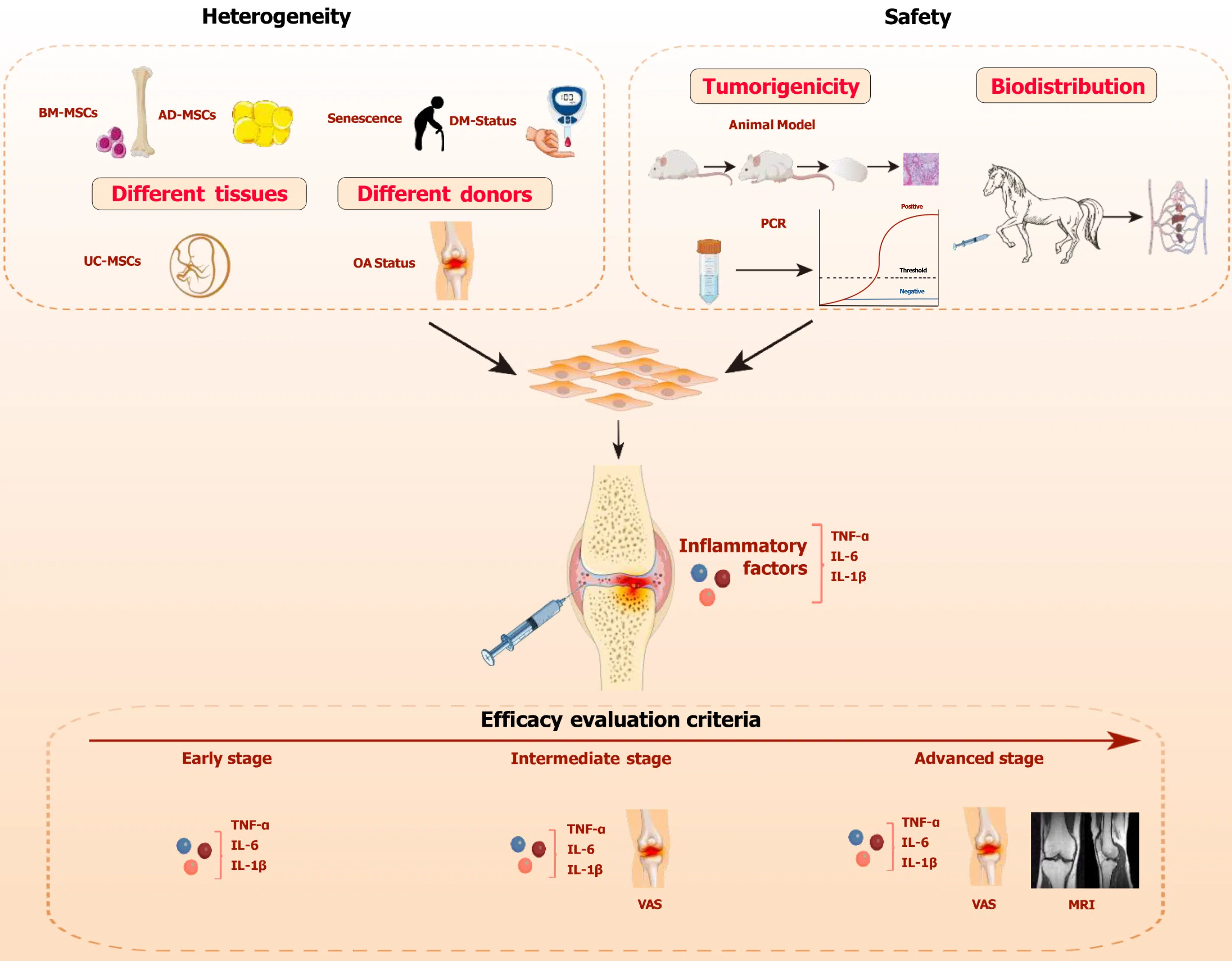 圖1：間充質(zhì)干細胞治療骨關(guān)節炎的關(guān)鍵考慮因素。