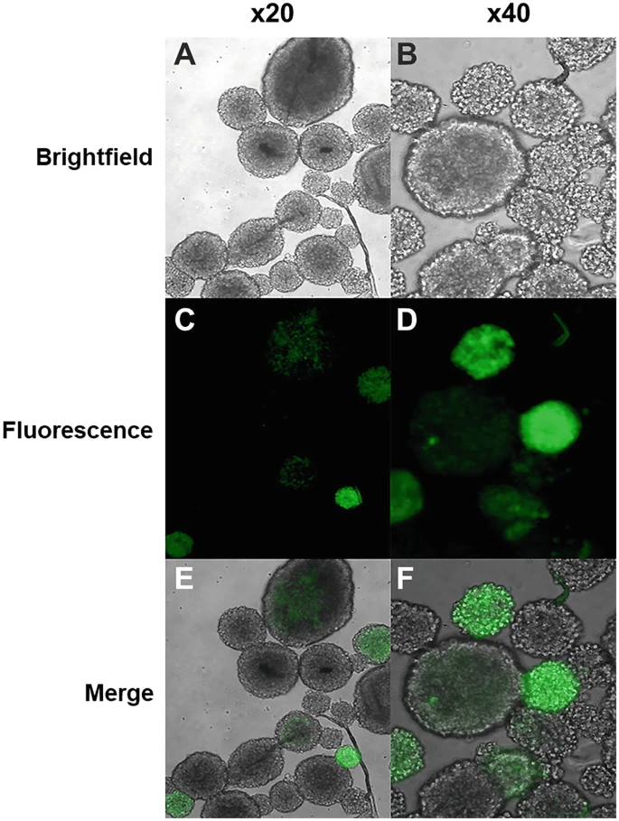 圖3：逆轉錄病毒轉導 NSPC。