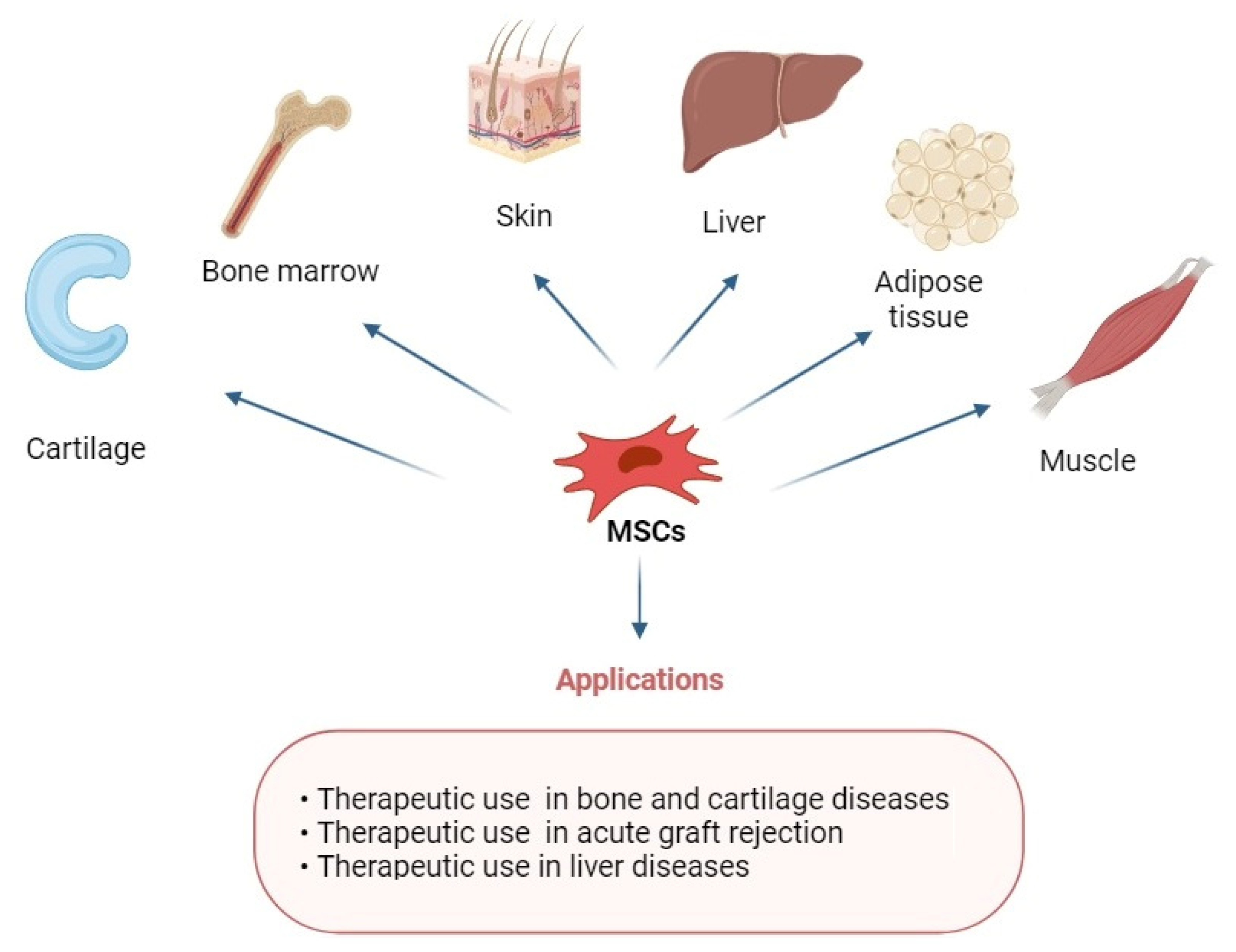 圖1：具有多重分化潛能的MSCs在修復各種組織中的應用。