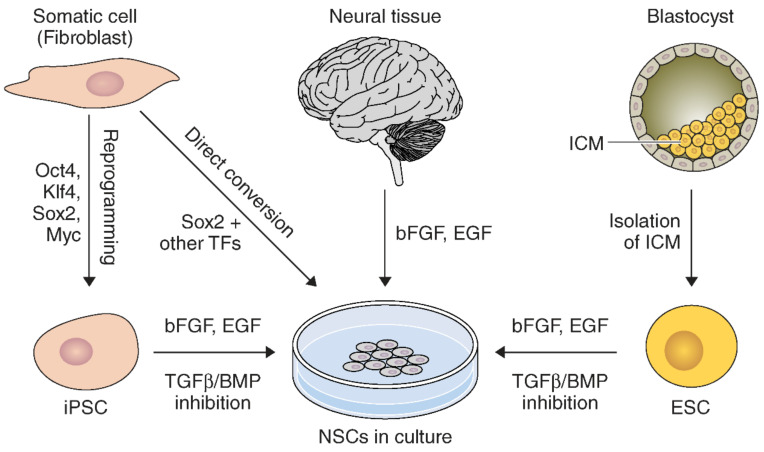 圖1：通過(guò)多種方法和來(lái)源獲得NSC的示意圖。