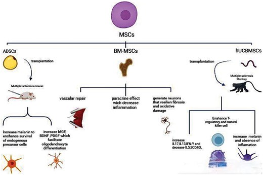 圖3：不同類(lèi)型的間充質(zhì)干細胞 (MSC) 通過(guò)多種機制對多發(fā)性硬化癥的治療產(chǎn)生影響。