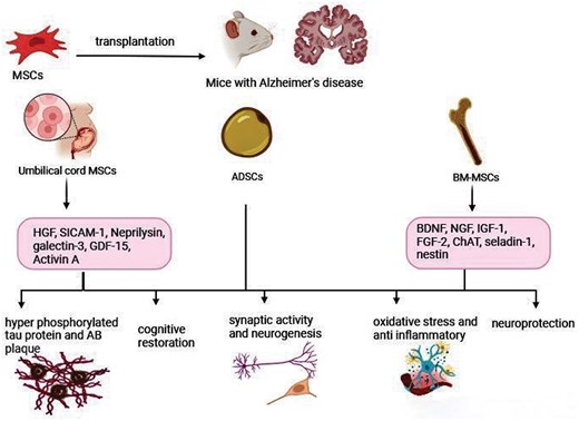 圖1.間充質(zhì)干細胞在阻止或逆轉阿爾茨海默病進(jìn)展方面的建議機制。