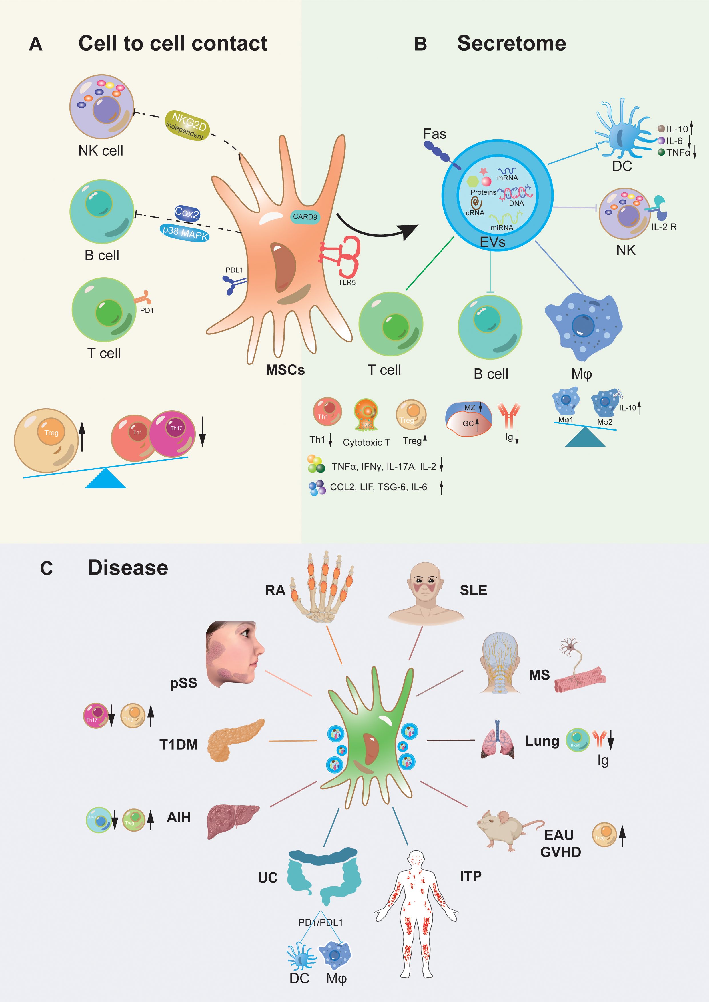 圖1：間充質(zhì)干細胞移植治療自身炎癥性疾病的作用機制。