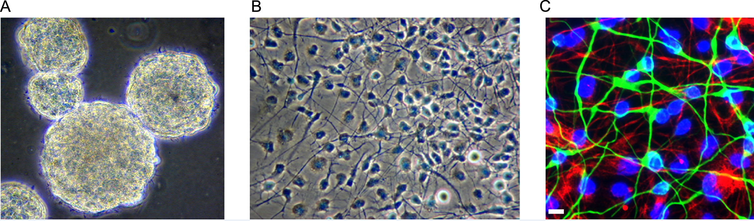 圖1：人類(lèi)胎兒腦源性神經(jīng)干細胞。
