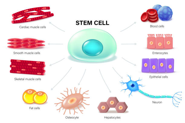 胚胎干細胞：再生醫學(xué)的終極密碼？｜九大觀(guān)點(diǎn)揭秘細胞治療的曙光與暗礁