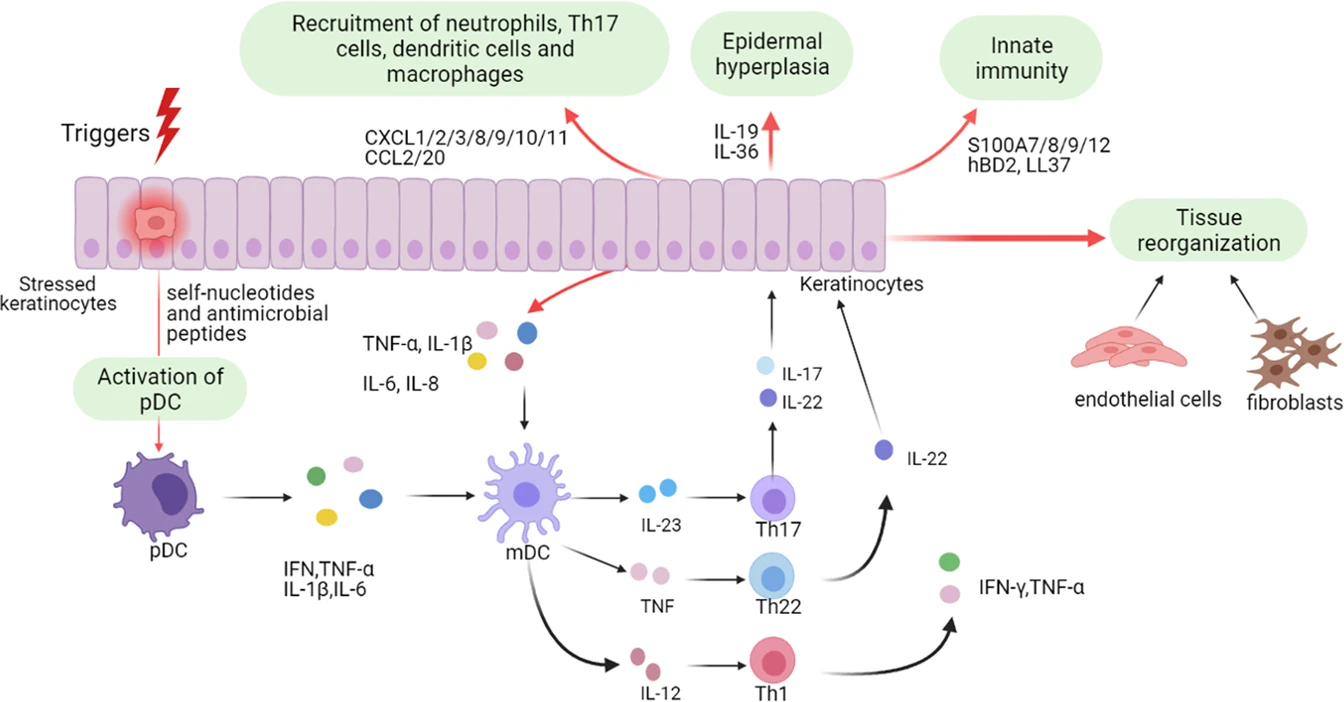圖1：角質(zhì)形成細胞在牛皮癬發(fā)病機制中的作用。