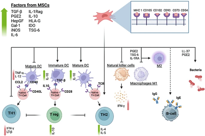圖3：MSC與免疫細胞的相互作用。