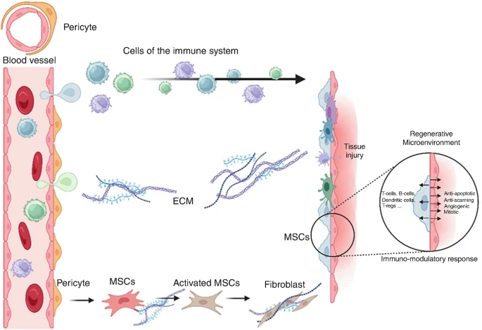 圖2：MSCs介導的組織修復過(guò)程。