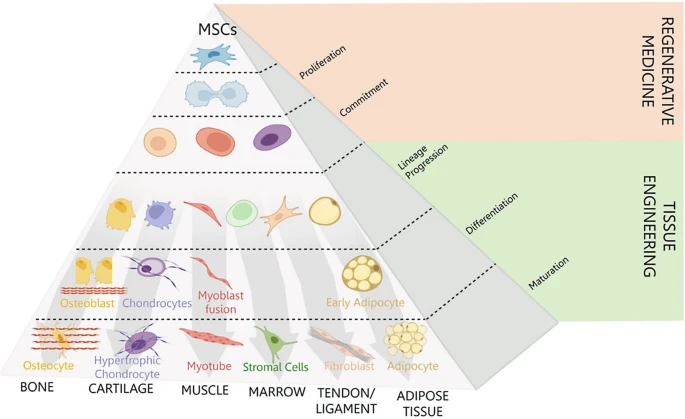 圖1：介生過(guò)程。Caplan等人于1994年提出了介生過(guò)程的典型假說(shuō)，并展示了在誘導性細胞培養條件下，向骨骼、軟骨、肌肉等組織分化的實(shí)質(zhì)性譜系通路。