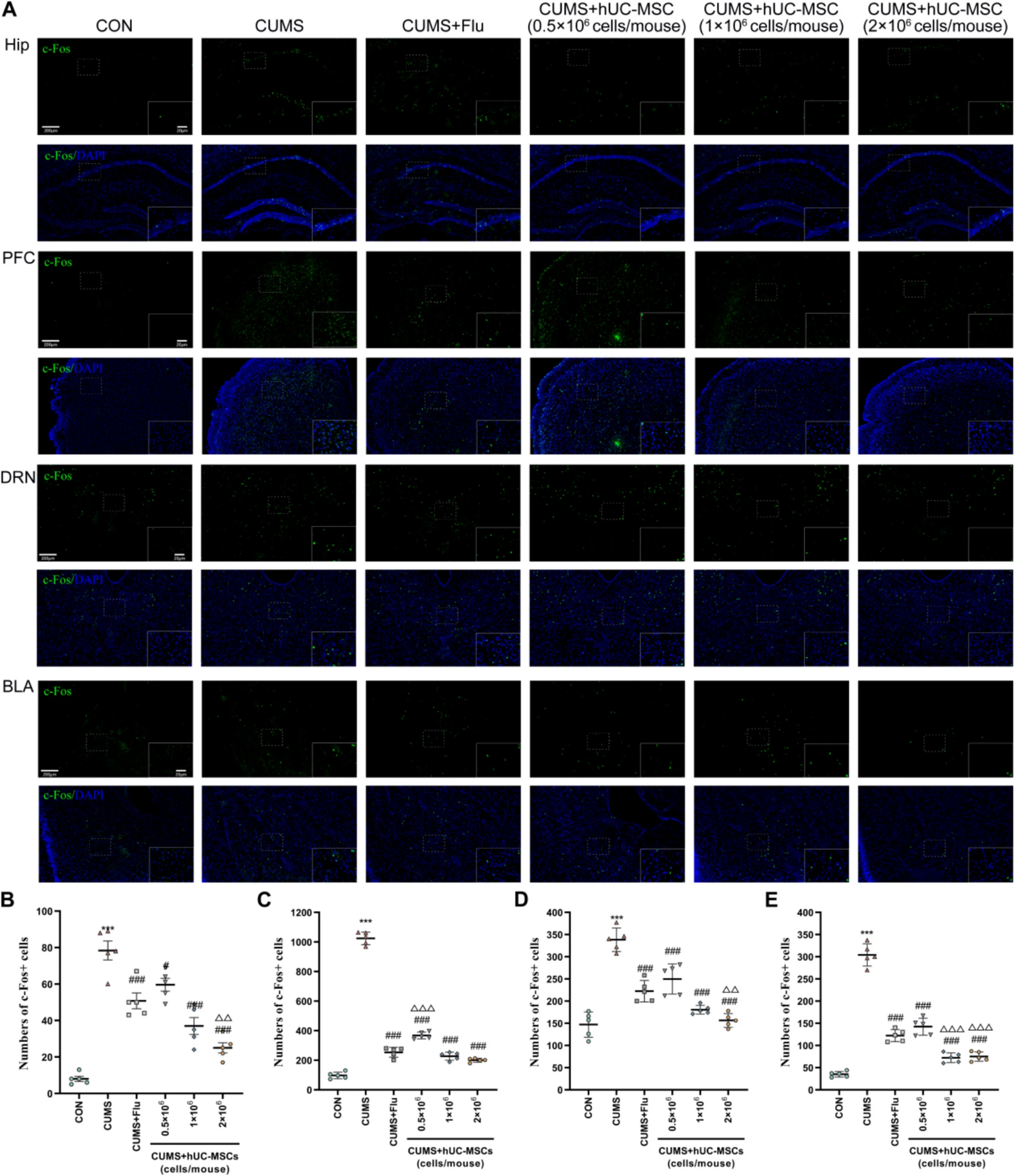 圖3：hUC-MSCs修復了CUMS小鼠的神經(jīng)元活動(dòng)異常。