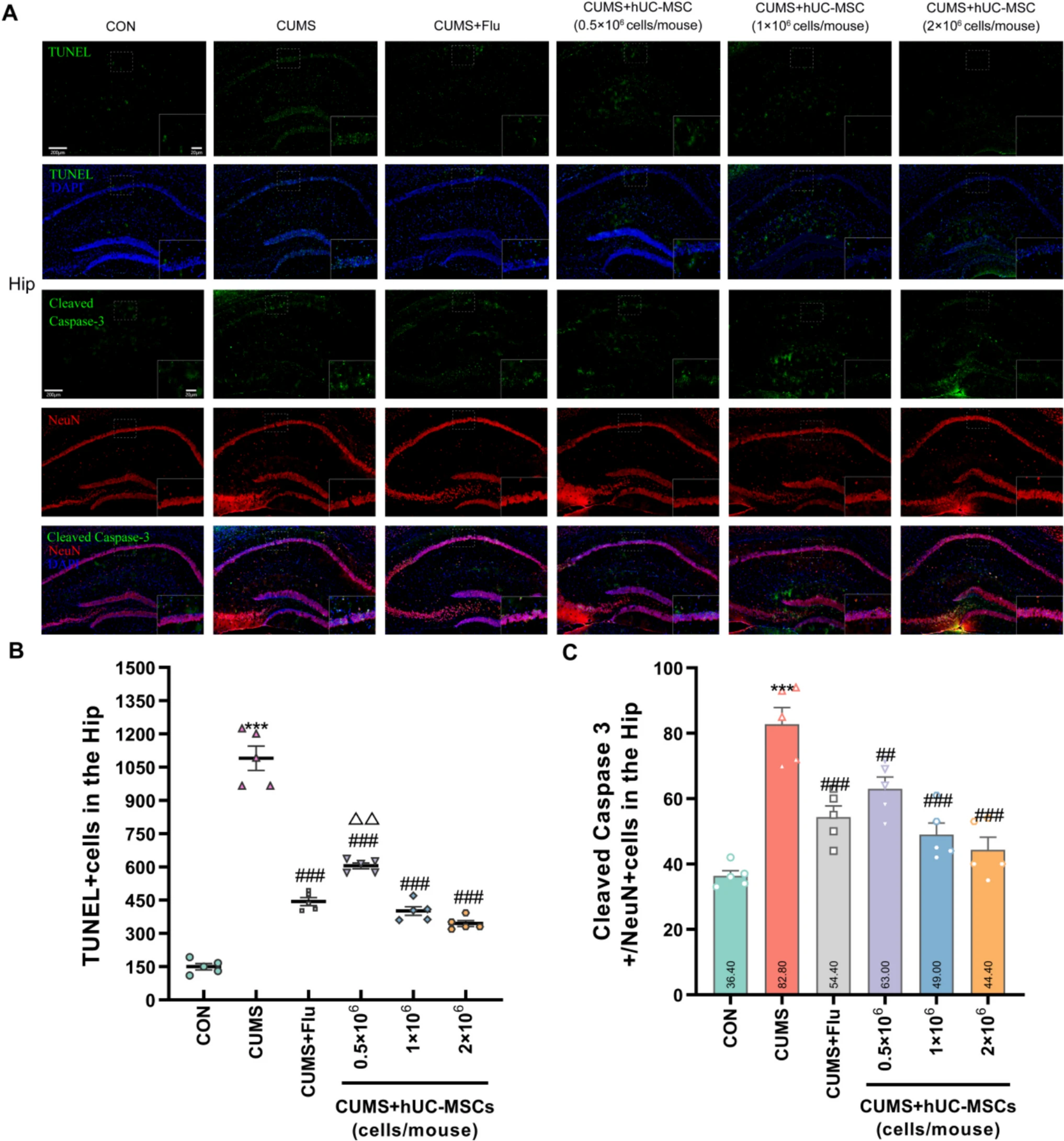 圖2：hUC-MSCs減輕了CUMS小鼠海馬 (Hip) 中的神經(jīng)元損傷