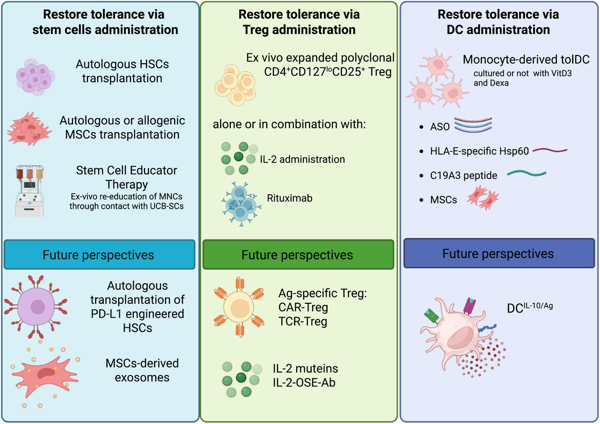 圖1：為恢復1型糖尿?。═1D）耐受性而提出的過(guò)繼細胞治療策略示意圖。
