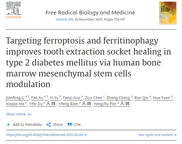 通過(guò)調控人骨髓間充質(zhì)干細胞，靶向鐵死亡和鐵蛋白自噬可改善2型糖尿病患者拔牙窩的愈合。
