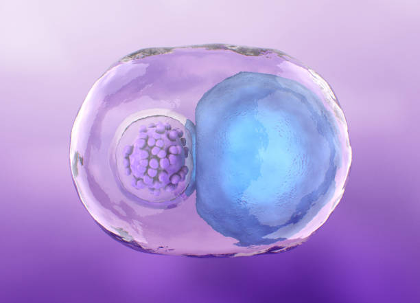 如何區分間充質(zhì)干細胞和臍帶血干細胞，6大的區別剖開(kāi)兩類(lèi)細胞的本質(zhì)差異