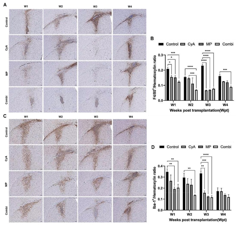 圖8：移植同種異體NSC的免疫抑制C57BL/6小鼠紋狀體中的小膠質(zhì)細胞/巨噬細胞的組織學(xué)分析。