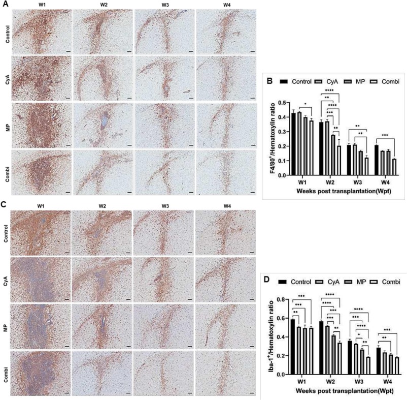 圖4：移植異種NSC的免疫抑制C57BL/6小鼠紋狀體中的小膠質(zhì)細胞/巨噬細胞的組織學(xué)分析。