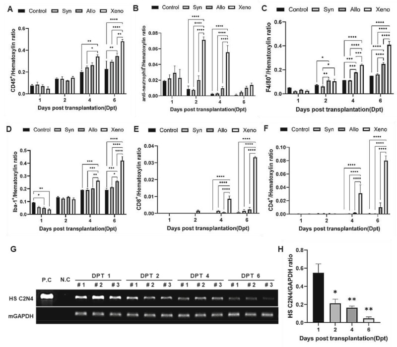 圖2：移植的異種NSC在免疫功能正常的C57BL/6小鼠紋狀體中的免疫應答和持久性。