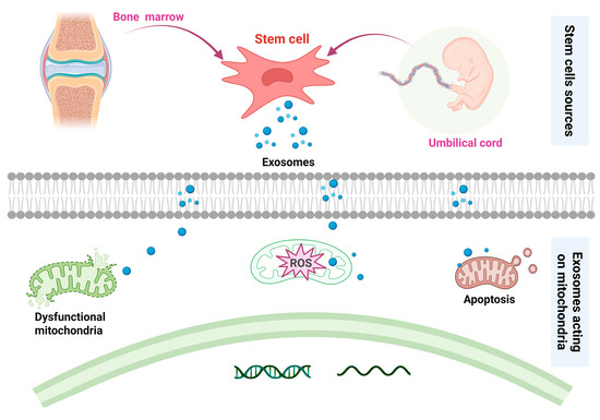 圖4：基于間充質(zhì)干細胞治療骨關(guān)節炎的潛在機制。