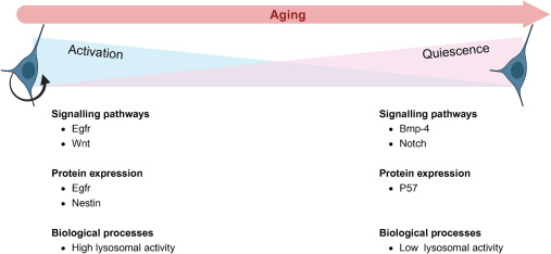 圖3:活躍和靜止神經(jīng)干細胞之間的差異 圖3:活躍和靜止神經(jīng)干細胞之間的差異