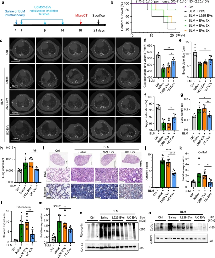 圖2：霧化 hUCMSC-EVs 治療小鼠損傷性肺纖維化的療效。