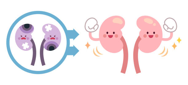 干細胞療法能讓腎臟再生嗎？科學(xué)真相與臨床進(jìn)展