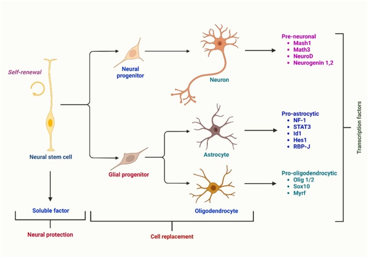 圖1：根據伴隨的轉錄因子，神經(jīng)干細胞分化為三種主要類(lèi)型的神經(jīng)細胞：星形膠質(zhì)細胞、少突膠質(zhì)細胞和神經(jīng)元。