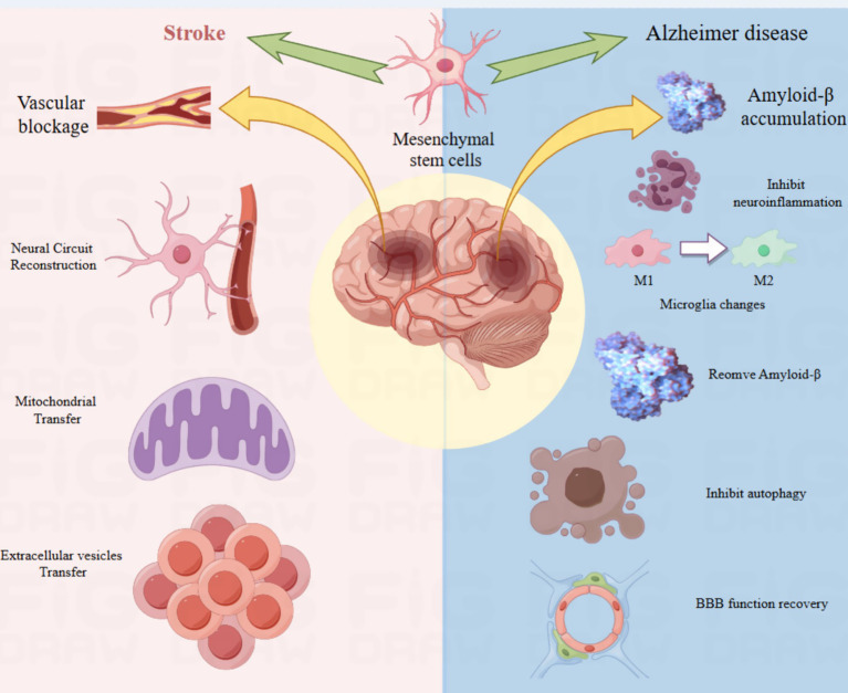 圖4：該圖說(shuō)明了間充質(zhì)干細胞在神經(jīng)發(fā)生中的作用機制。