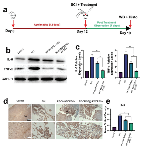 水凝膠處理的SCI的促炎細胞因子減少