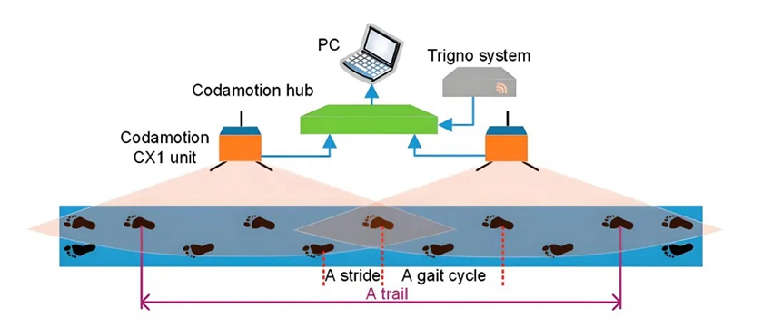 患者步態(tài)周期中表面肌電數據采集分析系統模型