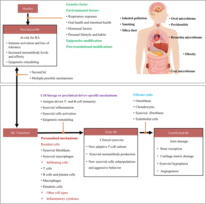 圖2：類(lèi)風(fēng)濕性關(guān)節炎的發(fā)生和發(fā)展。