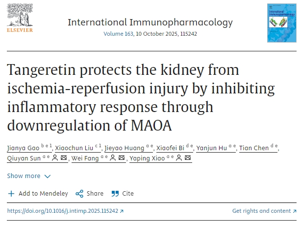 橘皮素通過(guò)下調MAOA抑制炎癥反應，保護腎臟免受缺血再灌注損傷