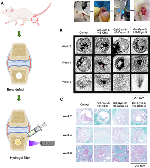 Gel-Gym/HS-Dopa水凝膠用于骨損傷治療的實(shí)驗結果