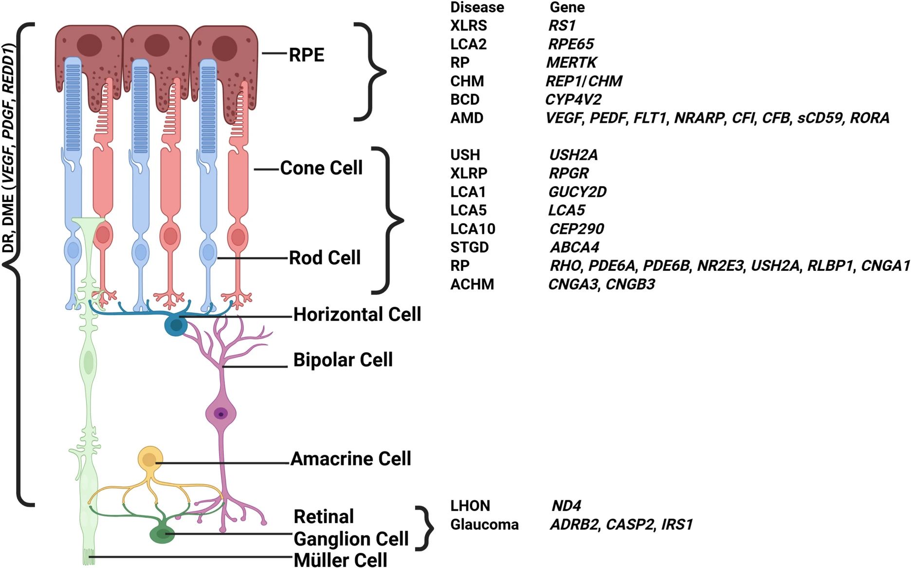 圖3：視網(wǎng)膜退行性疾病及相關(guān)基因示意圖。